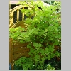 acer shirawasanum aureum.jpg